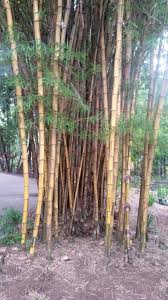 bambu taquara